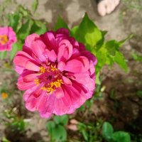 Цветы. :: Владимир Драгунский Цветы. :: Владимир Драгунский