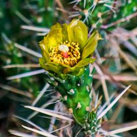 Аустроцилиндропунция... :: Николай Саржанов