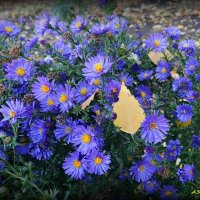 Про сентябринки-октябринки... :: Андрей Заломленков