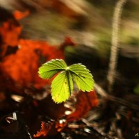А я маленький зелёнинький такой...:-) :: Андрей Заломленков