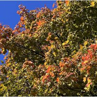 Осеннее. :: Валерия Комова