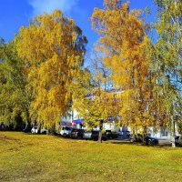 Чебоксары. Осенние берёзки улицы Нижегородской. :: Пётр Чернега Чебоксары. Осенние берёзки улицы Нижегородской. :: Пётр Чернега