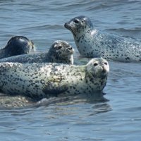 Нерпы :: ИРЭН@ .