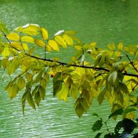 Октябрьский этюд :: Рита Симонова