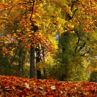 Смешала осень краски :: Юрий. Шмаков Смешала осень краски :: Юрий. Шмаков