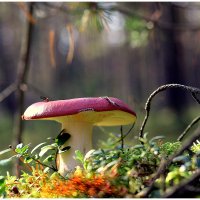 *** :: Aleksandr Gal