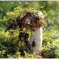 *** :: Aleksandr Gal