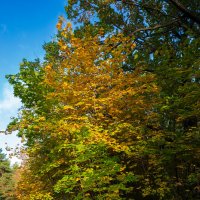 Осеннее :: Александр Синдерёв