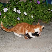 Бескомпромиссный поединок: молодость побеждает... :: Константин Штарк