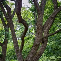 Танцующие стволы. :: Лилия *