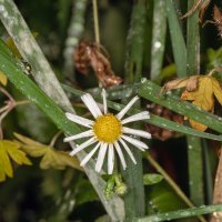 * :: Nikolai 888 * :: Nikolai 888