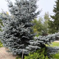 Курск. В саду у дома :: Ирэн 