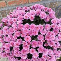 Курск. В саду у дома :: Ирэн 