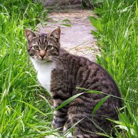 Кот :: Светлана Ищенко