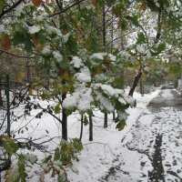 Дубки припорошило :: Андрей Макурин Дубки припорошило :: Андрей Макурин