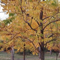 Золотая осень! :: Надежда 