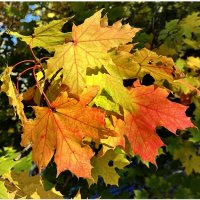 В осеннем парке, на исход сезона, Уныло дождь холодный моросит, :: "The Natural World" Александер