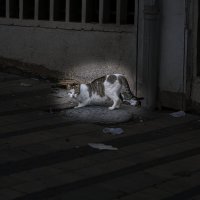 Из жизни кошек  2025г :: ujgcvbif 