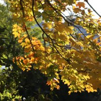 Ожидаются порывы ветра... :: Наталья Лунева 