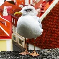 Это место пусто не бывает.. :: Aida10 