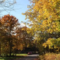 Одни уж листву потеряли... :: Наталья Лунева 