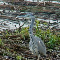 серая цапля :: gawrilа - dan