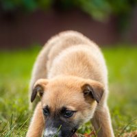 Щенок :: Alex Bush