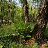 У старой берёзы... :: Николай Гирш