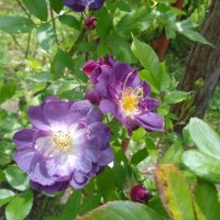 шиповник :: Наталья 