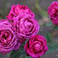 они на радость нам даны :: Олег Лукьянов они на радость нам даны :: Олег Лукьянов