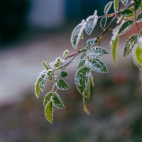 ... :: Олег Архипов