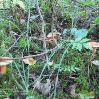 Грибы :: Сергей Кирилловский