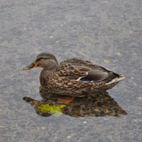 Уточка у берега :: Татьяна Машошина