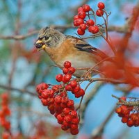 в рябиновом раю... :: Andrey Bragin в рябиновом раю... :: Andrey Bragin