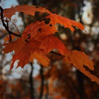 Лист клёна, как осколок октября. :: Татьяна Помогалова