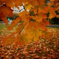 Листья жёлтые нам под ноги ложатся. :: Татьяна Помогалова