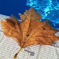 Болгария, Солнечный Берег, 25 сент. 2025 г. :: Леонид Школьный