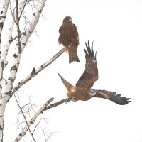 Коршуны. :: Михаил Белоусов Коршуны. :: Михаил Белоусов