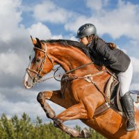 Конкур :: SanSan 