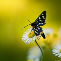 3965 :: Alex . 3965 :: Alex .