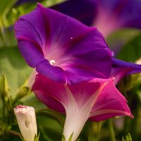 ипомея :: Игорь Сикорский