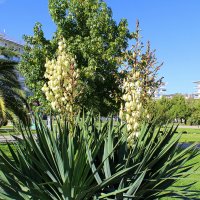 Юкка :: Татьяна Лютаева