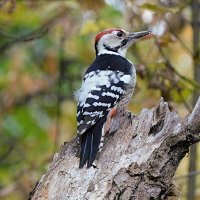 Белоспинный дятел :: Лина 