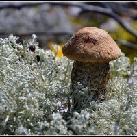 Подосиновики :: Aleksandr Gal