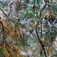 Сосновый занавес :: Лариса Корж