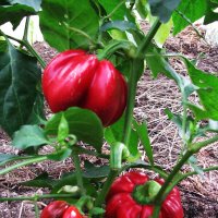 Перчик ещё радует :: Людмила Смородинская