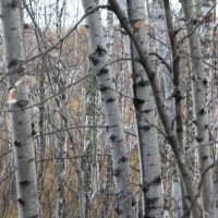 Березы :: Сергей Никифоров