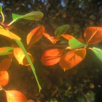 Осенние мотивы :: Елена Семигина Осенние мотивы :: Елена Семигина