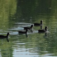 Молодые лысухи :: Рита Симонова