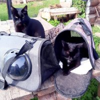 К переезду готовы :: Ольга Довженко К переезду готовы :: Ольга Довженко